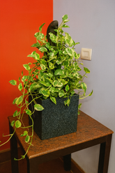 Hug A Plant  | Enjoy Pothos in Quebec Square Rotomolded Plastic Pot – Low Maintenance Indoor Plant for Home & Office Decor